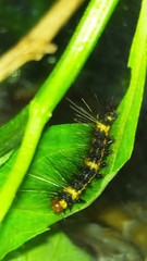 Dysschema tricolora