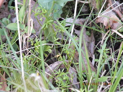 Floerkea proserpinacoides