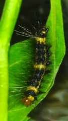 Dysschema tricolora