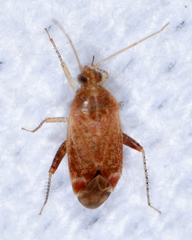 Hamatophylus guttulosus