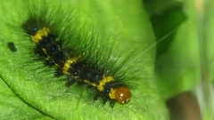 Dysschema tricolora
