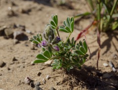 Lupinus nipomensis