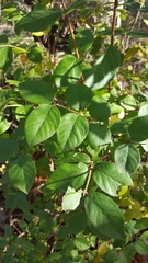 Lonicera fragrantissima