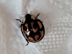 Aiolocaria hexaspilota