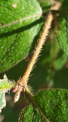 Lonicera fragrantissima