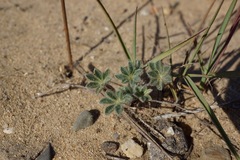 Lupinus nipomensis