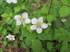Rubus hirsutus