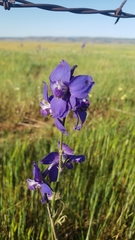 Delphinium variegatum variegatum