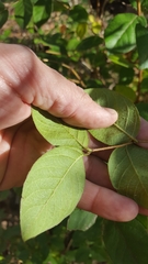 Lonicera fragrantissima