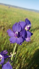 Delphinium variegatum variegatum
