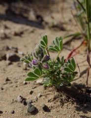 Lupinus nipomensis