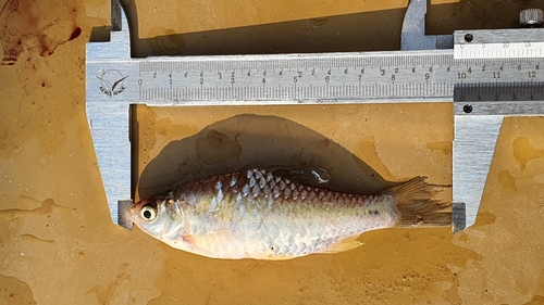 Pool barb (Puntius sophore) — Cyprinidae — 3