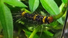 Dysschema tricolora