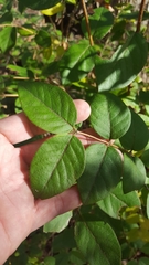 Lonicera fragrantissima