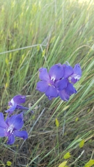 Delphinium variegatum variegatum