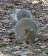 Sciurus carolinensis