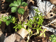 Floerkea proserpinacoides