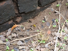 Phimenes flavopictus flavopictus