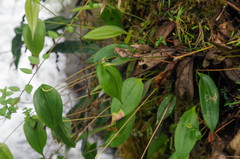 Pleurothallis lilijae