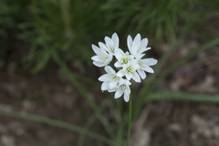 Allium zebdanense