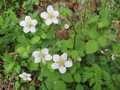 Rubus hirsutus