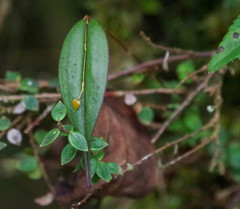 Lepanthes mucronata