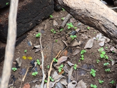 Phimenes flavopictus flavopictus