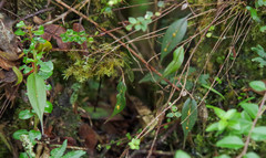 Lepanthes mucronata