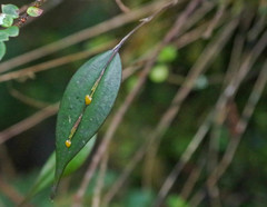 Lepanthes mucronata