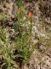 Castilleja minor