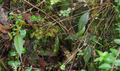 Lepanthes mucronata