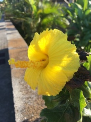 Hibiscus brackenridgei