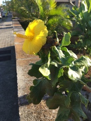 Hibiscus brackenridgei