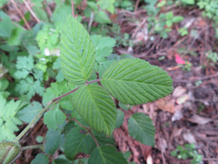 Rubus hirsutus