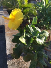 Hibiscus brackenridgei