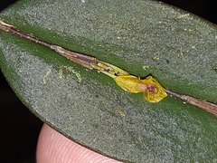 Lepanthes mucronata