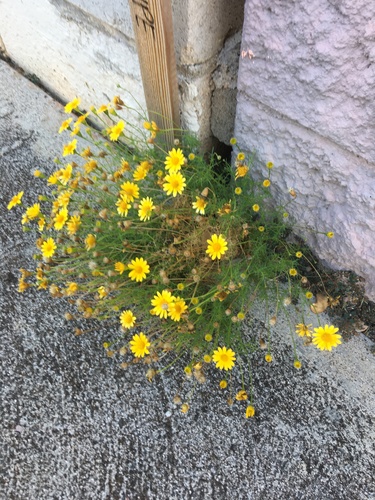 Thymophylla tenuiloba