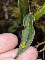 Lepanthes mucronata