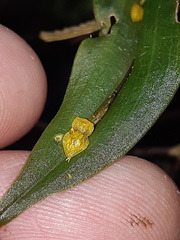 Lepanthes mucronata