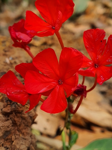 Whorled plantain (Plumbago indica)