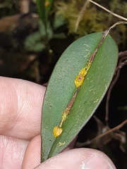 Lepanthes mucronata