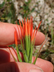 Castilleja minor
