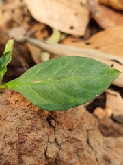 Plumbago indica