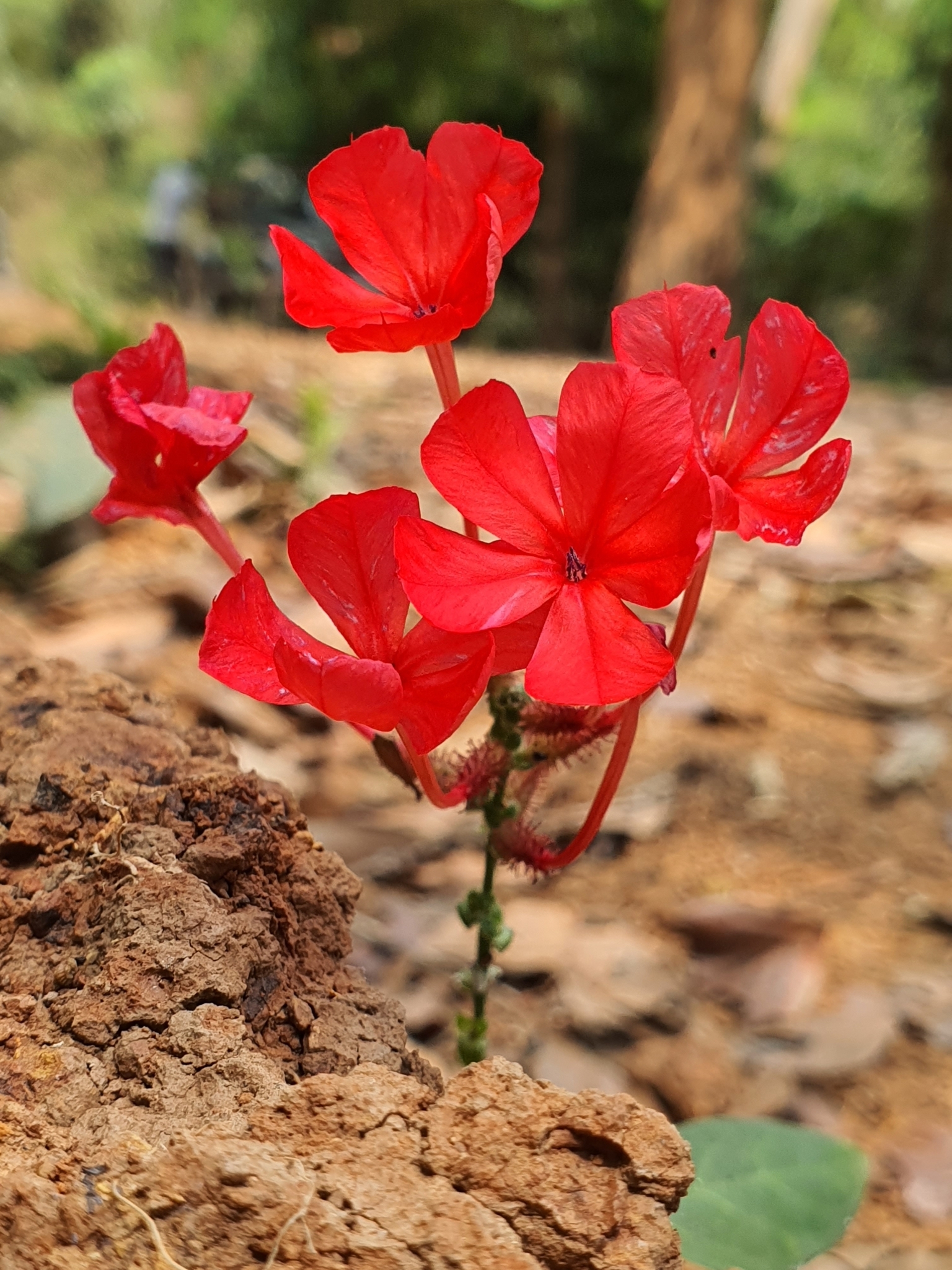 Plumbago indica L.