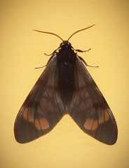 Dysschema tricolora