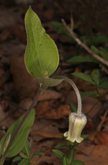 Clematis ochroleuca