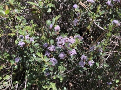 Ceanothus divergens