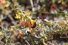 Anthophora centriformis