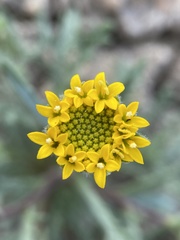 Chaenactis nevii