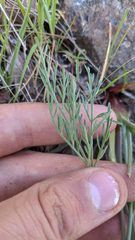 Lomatium hooveri